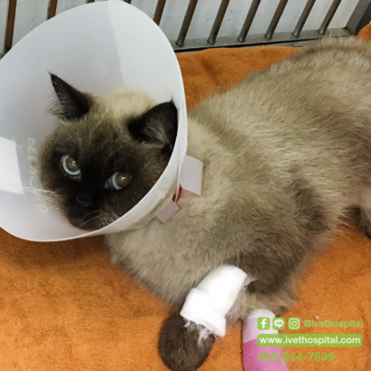 คุณหมอช่วยด้วย…น้องแมวฉี่ไม่ออก!! 